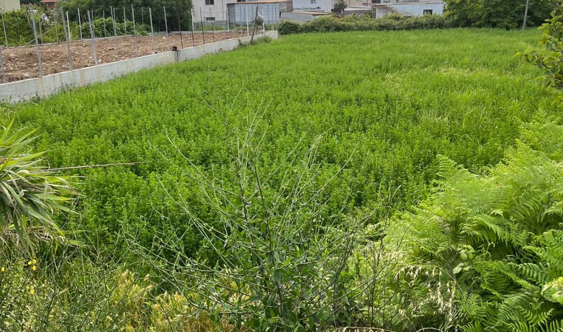 Shitet 1000m2 Toke ne Laknas Kamez