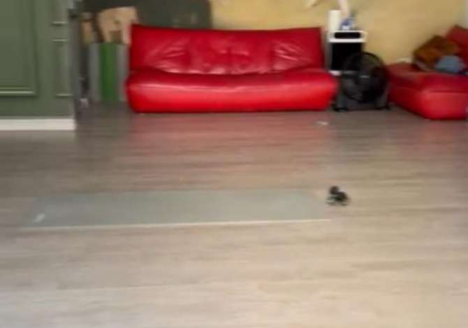 Jepet ambejnt me qera Rruga e Barrikadave