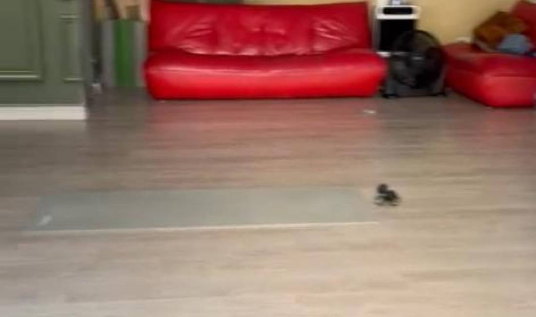 Jepet ambejnt me qera Rruga e Barrikadave