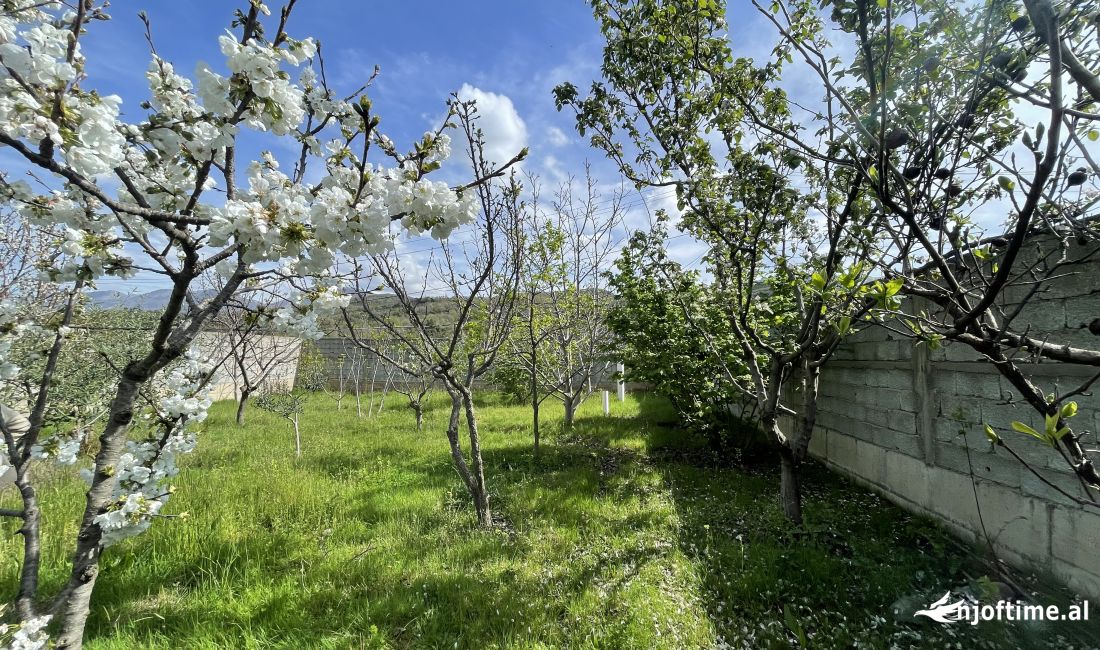 SHITET toke ne Berzhite prane 