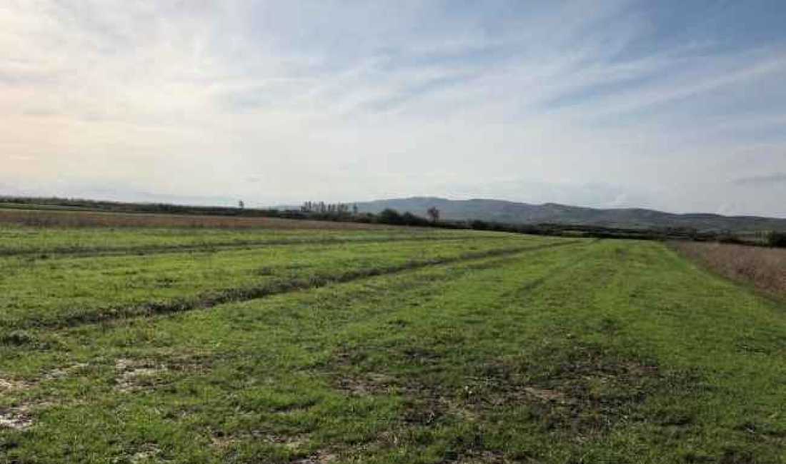 SHITET TOKE ARE NE KARBUNARE, LUSHNJE