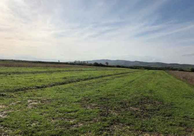 Truall ose Toke ne Lushnje - 3,221,550 Leke