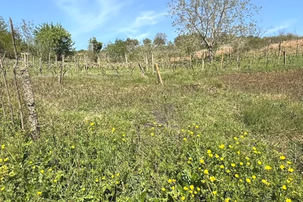 Truall ose Toke ne Tirane - 400,000 Euro