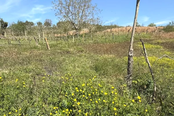 Truall ose Toke ne Tirane - 400,000 Euro