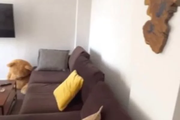 JEPET ME QIRA APARTAMENT 2+1+2 – KOPSHTI ZOOLOGJIK