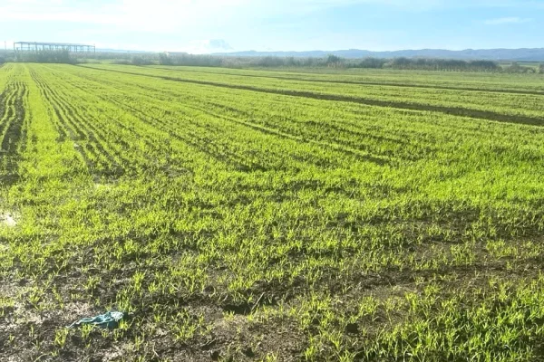 Okazion toke 3400 m2 per vetem 36 milion totali!