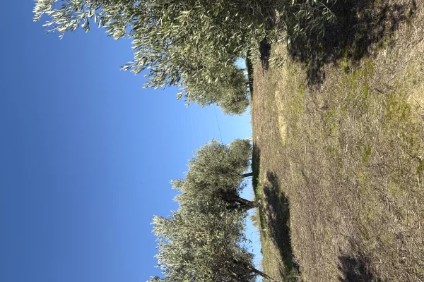 Shitet toke per agroturizem,vila,shtepia druri,ferma