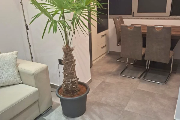 Shtepi me qera Apartament ne Tirane, 1+1, Mobilimi E mobiluar, Pagesa 750  Euro.