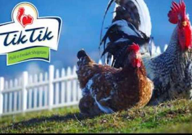 Job Offers for Sales Agent in Tirana