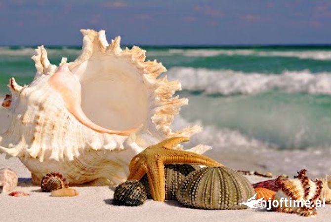 Sherbime Udhetimi dhe Transporti ne Tirane - 0 Euro