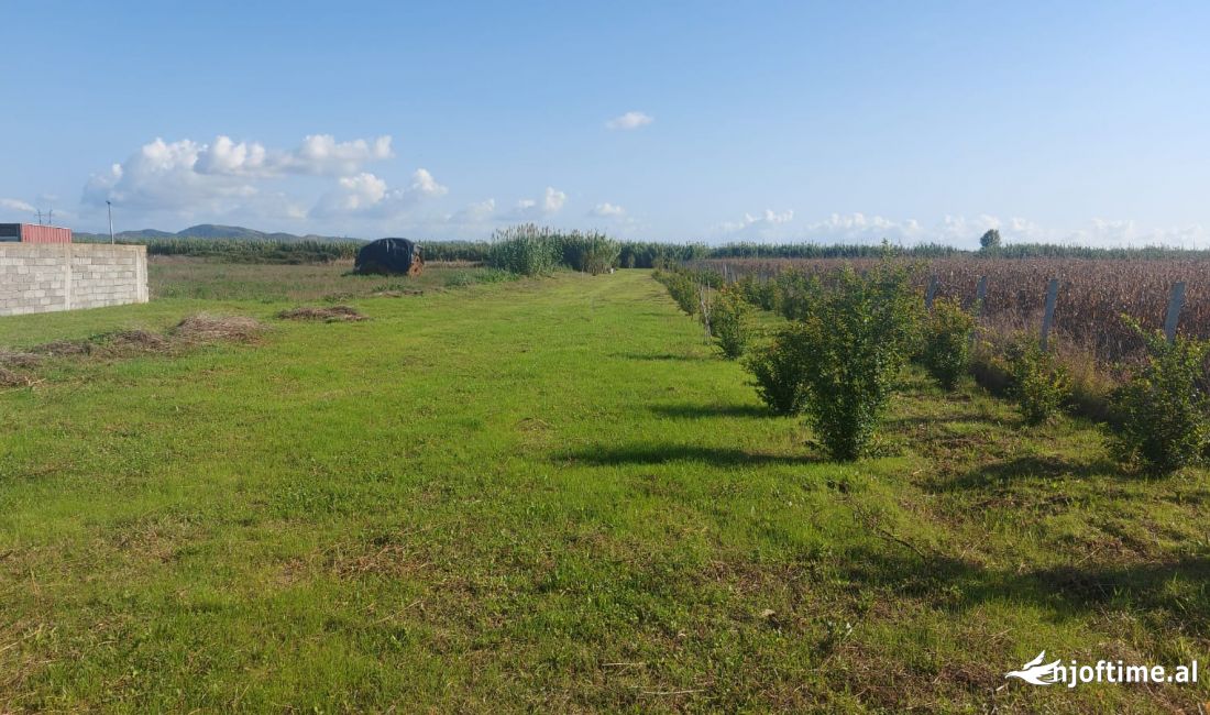 shiten 10.5 dynym toke 180 mije euro ne Kavaje