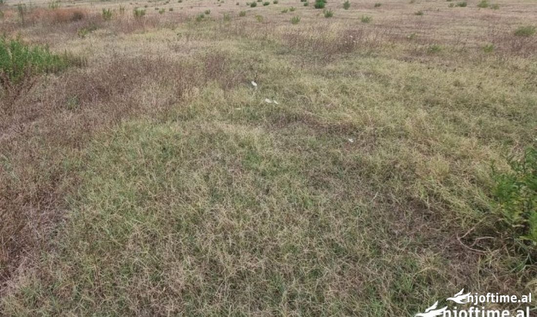 super toke per investim ne shitje ne Mullet