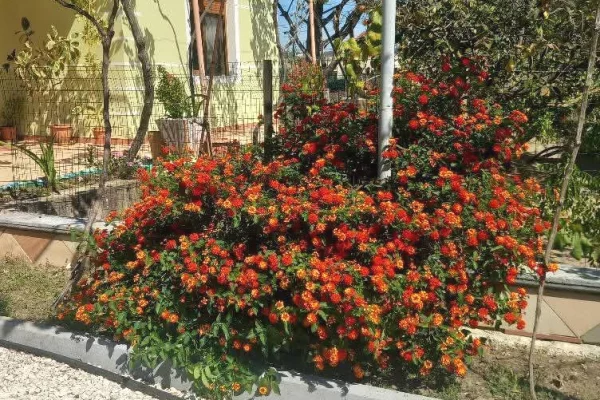 Shtepi me qera Shtepi Private ne Vlore, 1+1, Mobilimi E mobiluar, Pagesa 28,000  Leke.