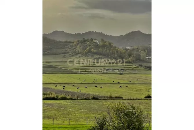 SHITET TOKE ARE  TE “TEDA TIRANA”,YZBERISHT