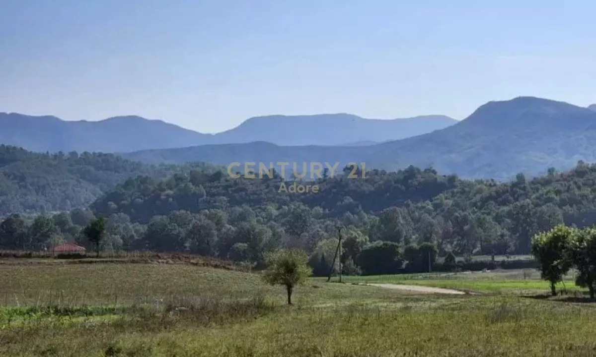 Shitet toke buze rruge ne Vishaj!