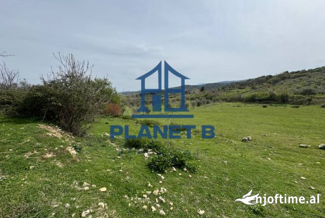 SHITET OKAZION NE KANINE