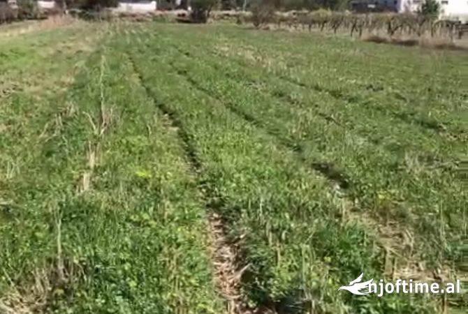 Truall ose Toke ne Berat - 66,000 Euro