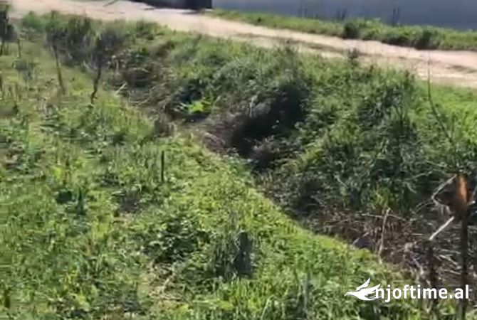 Truall ose Toke ne Berat - 66,000 Euro