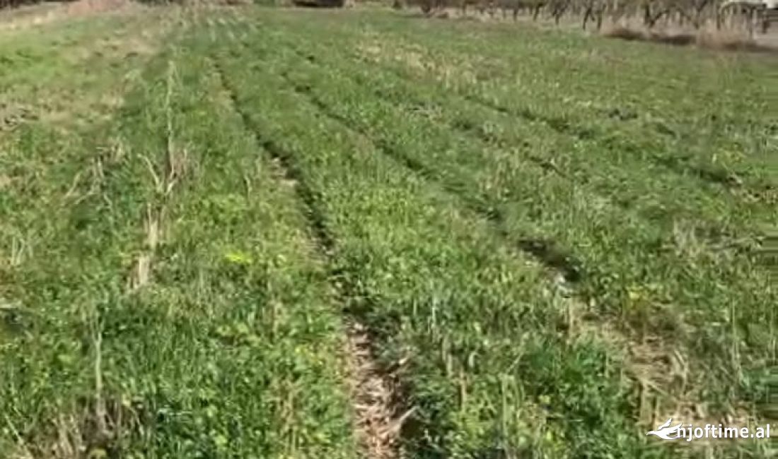 🔥 SHITET TOKE NE BERAT NE OLLTAK🔥 