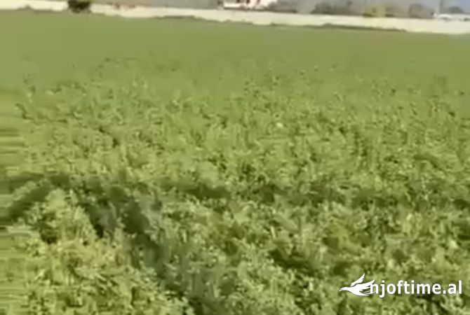 Truall ose Toke ne Elbasan - 107,500 Euro