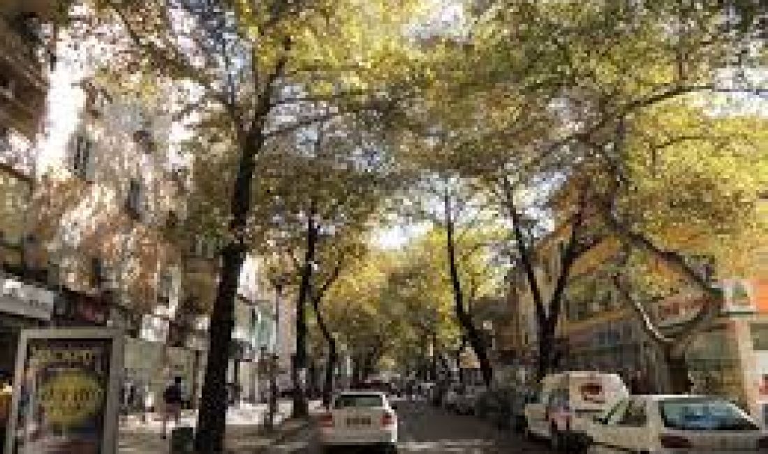 Shitet Ambient Biznesi – Myslym Shyri