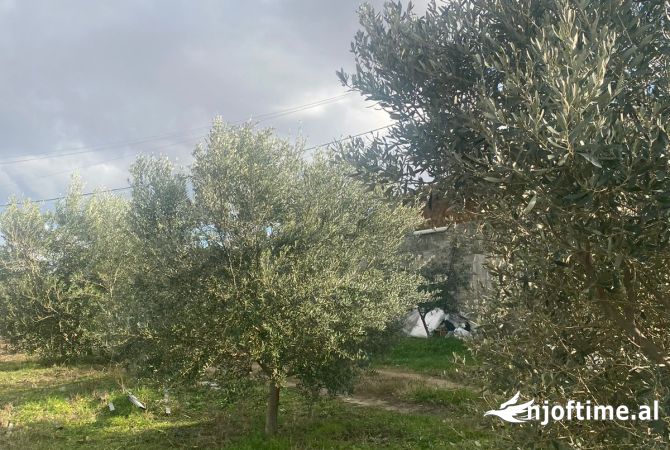 Yzberisht shitet toke OKAZION