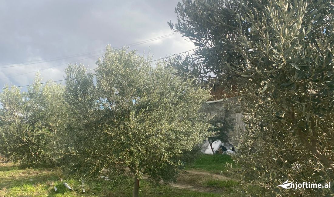 Yzberisht shitet toke OKAZION