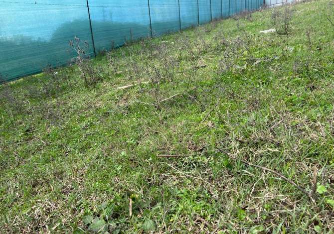 SHITET TOKE ME LEJE NDERTIMI - TEG