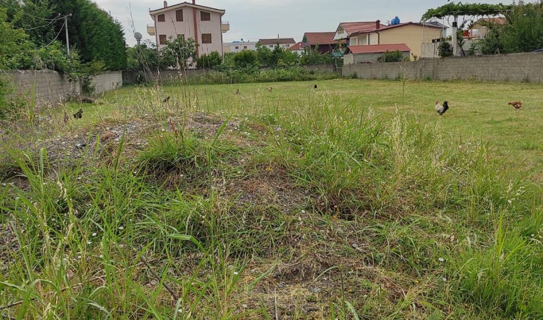 Shitet,Toke,Kamez(UNA21465)