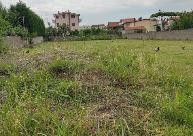 Shitet,Toke,Kamez(UNA21465)