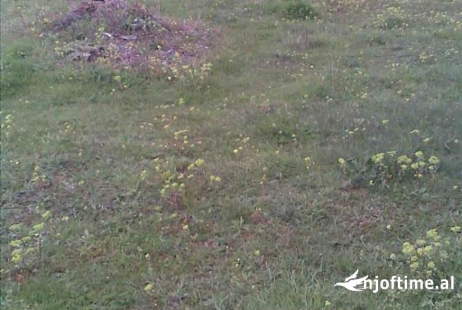 Shitet Toke ne Kamez 