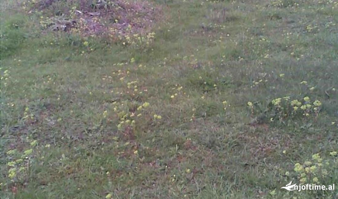 Shitet Toke ne Kamez 