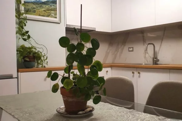 Shtepi me qera Apartament ne Tirane, 1+1, Mobilimi E mobiluar, Pagesa 600  Euro.