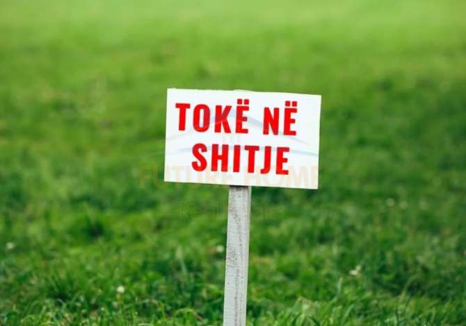 Shitet, Toke, Ibe PRO+29943