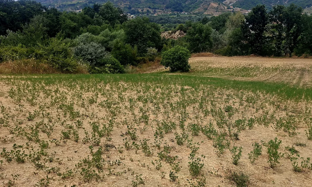 🔶️ SHITET TOKE NE PEZE HELMES