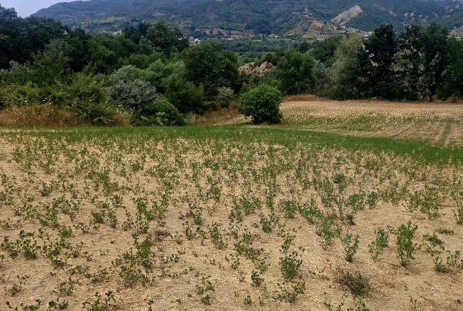 🔶️ SHITET TOKE NE PEZE HELMES