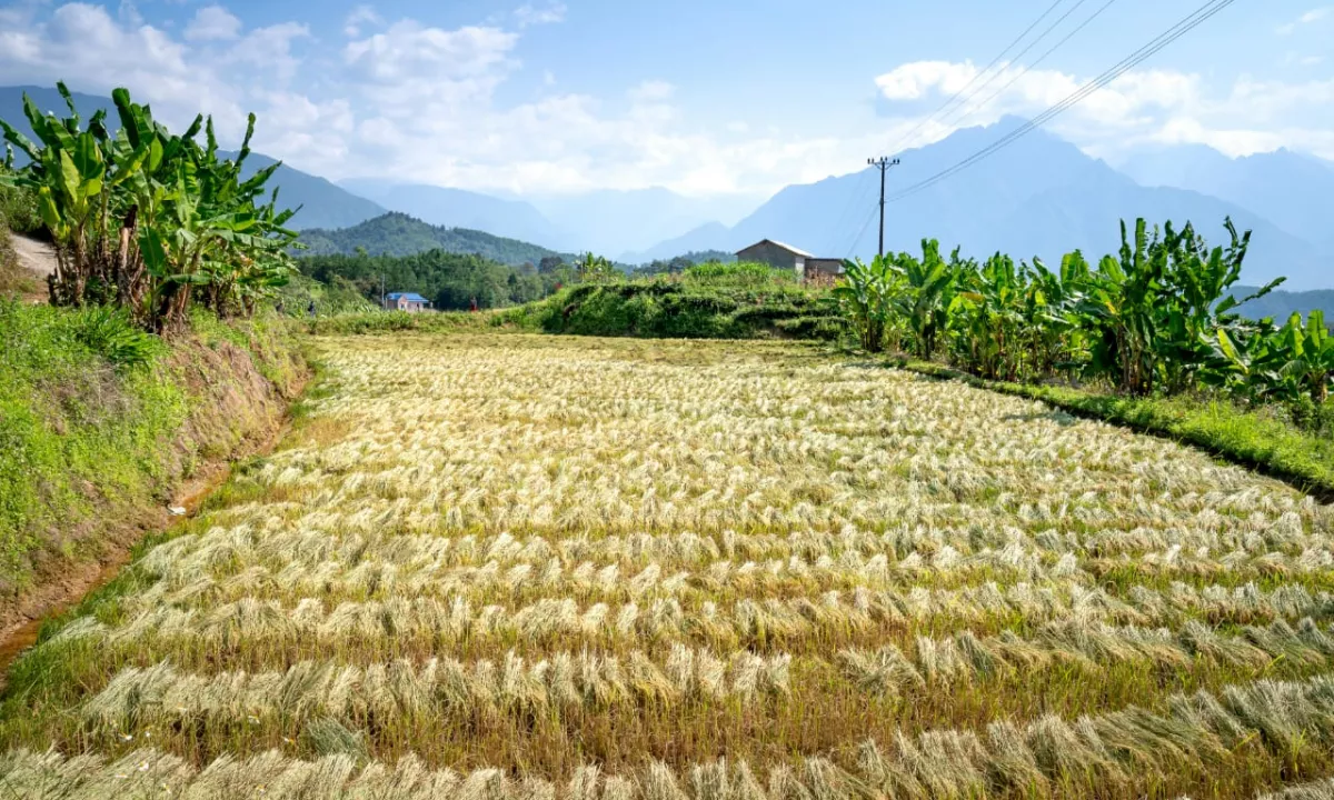 Shitet Toke n e Baldushk 6.000 m2