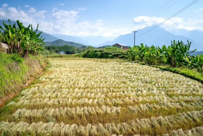 Truall ose Toke ne Tirane - 420,000 Euro