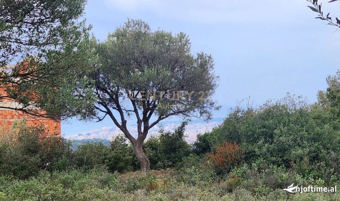 SHITET TOKE NE KANINE ME PAMJE NE DET