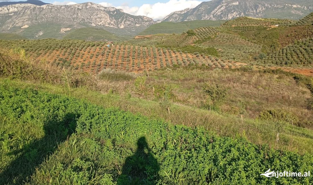 Toke ne Shitje ne Kamez.