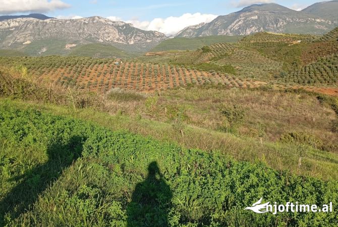 Toke ne Shitje ne Kamez.