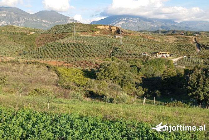 Toke ne Shitje ne Kamez.