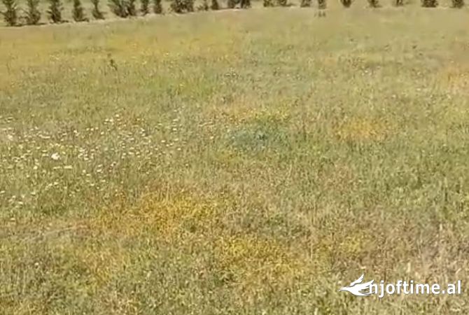 Toke ne Shitje ne Petrele, Tirane