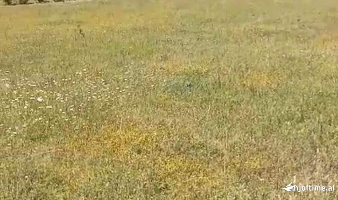 Toke ne Shitje ne Petrele, Tirane