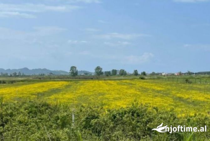 Toke ne Shitje ne Fshat Rinia, Durres