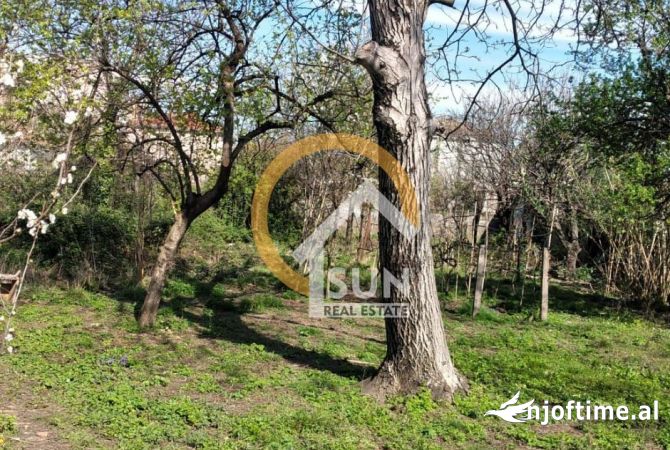 SHITET TOKE TEK ARRA MADHE, SHKODER