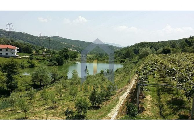 Truall ose Toke ne Tirane - 490,000 Euro