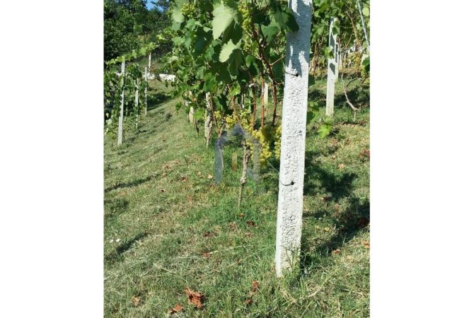 Truall ose Toke ne Tirane - 490,000 Euro