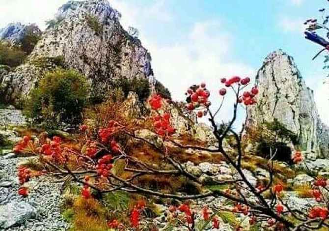 Sherbime Udhetimi dhe Transporti ne Tirane - 50 