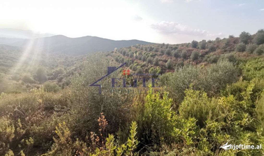 Zall-Herr, toke ne shitje